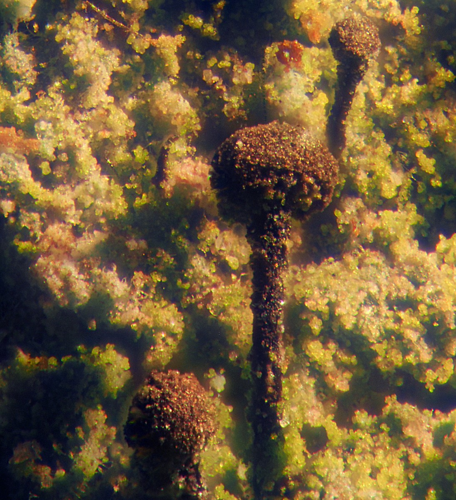 Chaenotheca trichialis, DMS-10071583 &copy; Ulrik Søchting