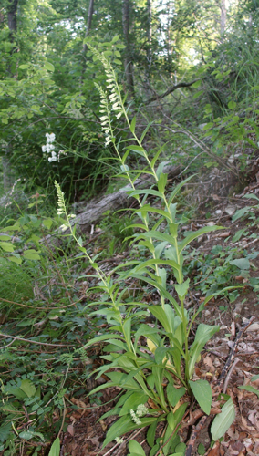 Digitalis lutea 240606.jpg © Bernd Haynold