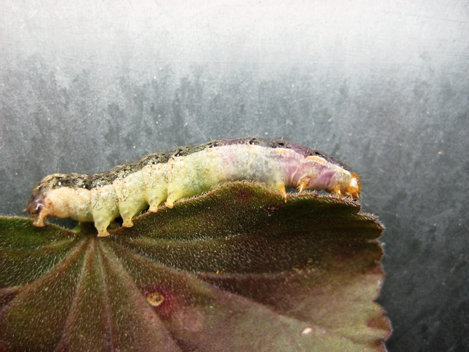 Mamestra brassicae (Linnaeus, 1758) &copy; Martien van den Heuvel