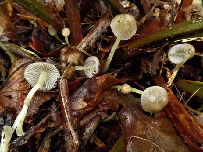 Mycena epipterygia (Scop.) Gray, 1821 &copy; Ab Neutel