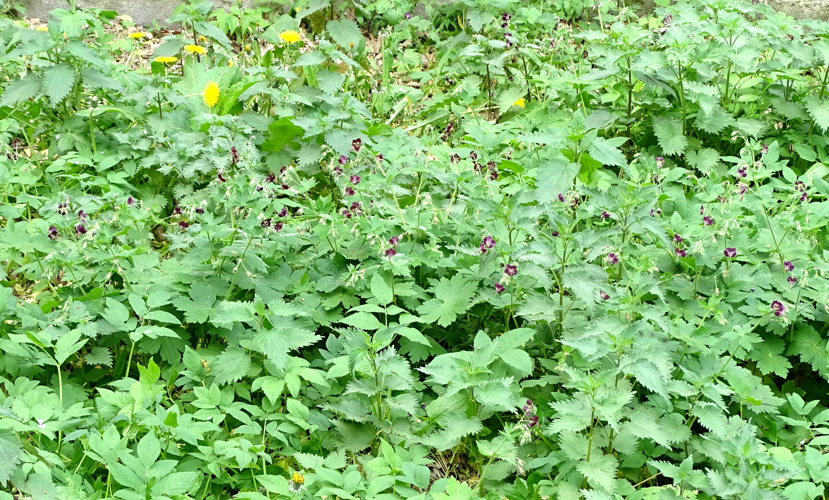 Geranium phaeum L., 1753 &copy; Bert Verbruggen