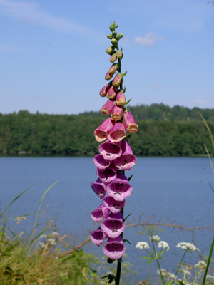Digitalis-stora hultrum.sweden-24.jpg © Commons