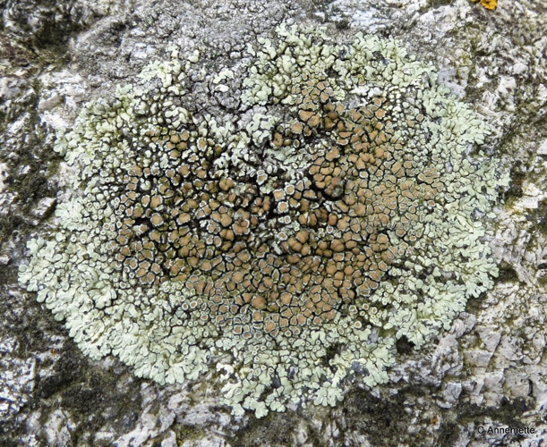 Protoparmeliopsis muralis, DMS-9189738 &copy; Annemette N. Jensen