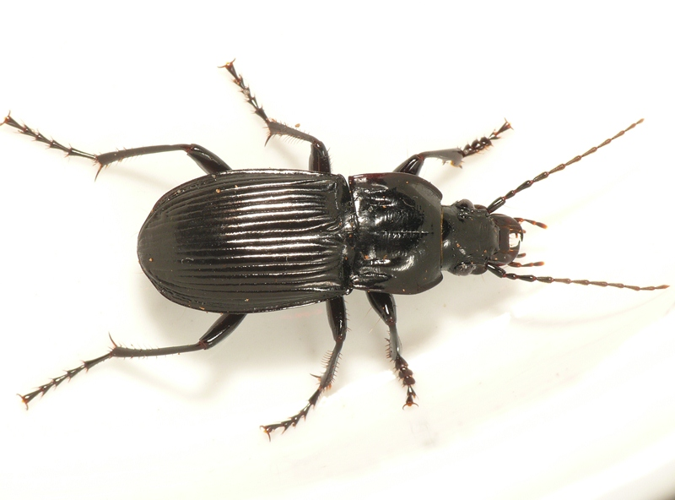 Abax parallelepipedus (Piller & Mitterpacher, 1783) &copy; Dick Belgers