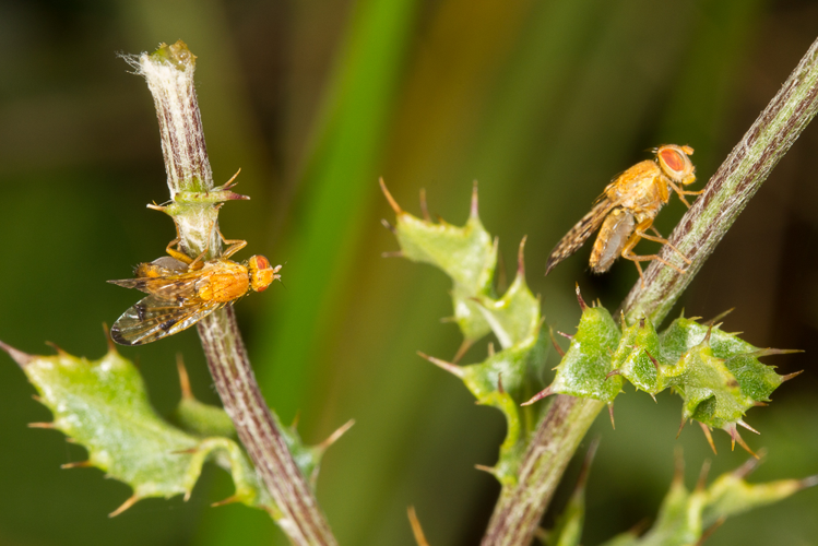 Xyphosia miliaria (Schrank, 1781) &copy; Sandra Lamberts