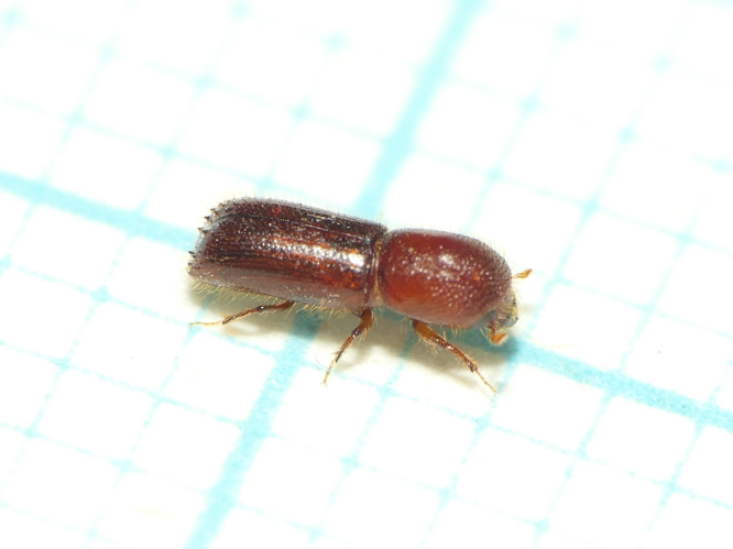 Xyleborus monographus (Fabricius, 1792) &copy; Dick Belgers