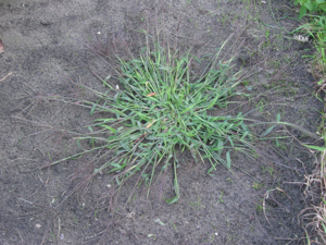 Harig vingergras plant (Digitaria sanguinalis).jpg © Rasbak