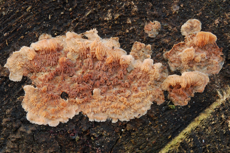 Phlebia tremellosa (Schrad.) Nakasone & Burds., 1984 &copy; Jan van Asselt