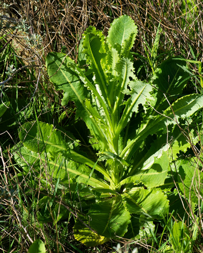 Lactuca virosa L., 1753 &copy; Wijnand van Buuren