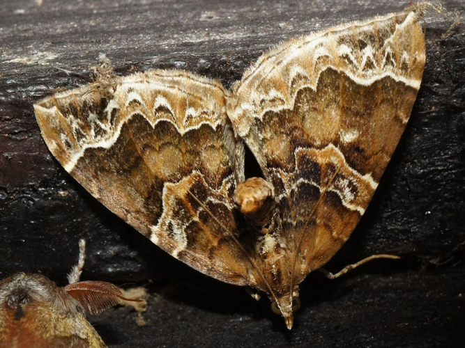 Eulithis prunata (Linnaeus, 1758) &copy; Hans Jonkman
