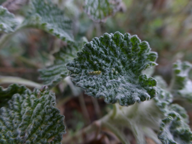 Marrubium vulgare L., 1753 &copy; Sander Pieterse