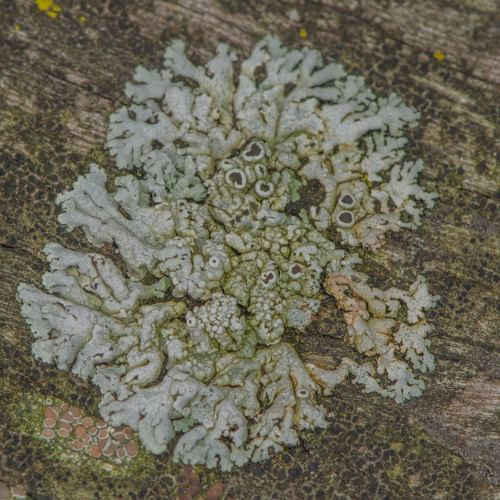 Physcia aipolia (Ehrh. ex Humb.) Fürnr., 1839 &copy; Wijnand van Buuren
