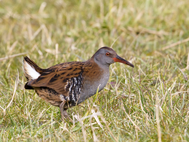 Rallus aquaticus Linnaeus, 1758 &copy; Kees Venneker