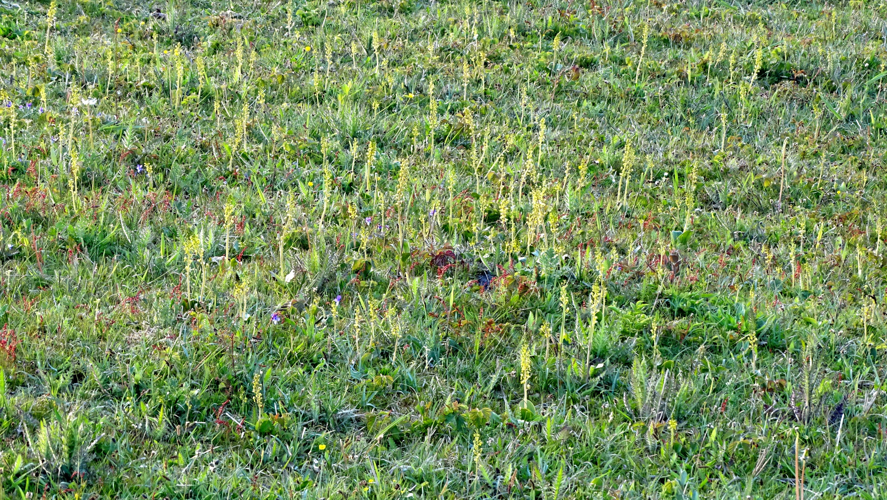 Neottia ovata (L.) Bluff & Fingerh., 1837 &copy; Bert Verbruggen