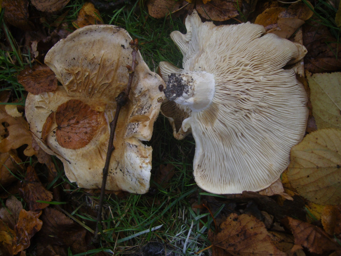 Russula delica Fr., 1838 &copy; Tjerk Nawijn