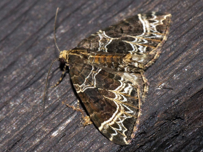 Ecliptopera silaceata (Denis & Schiffermüller, 1775) &copy; Hans Jonkman