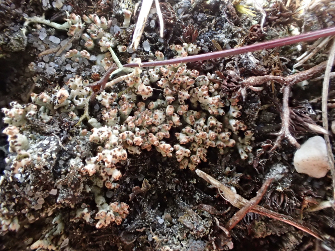 Pycnothelia papillaria, DMS-9195921 &copy; Susanne Rabenborg