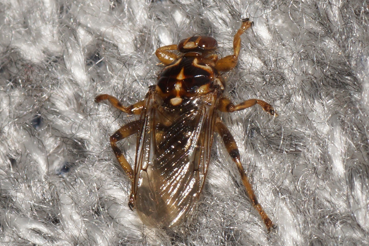 Hippobosca equina Linnaeus, 1758 &copy; Hans Jonkman