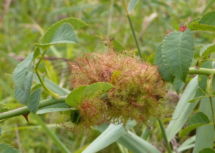 Diplolepis rosae (Linnaeus, 1758) &copy; Hans Jonkman