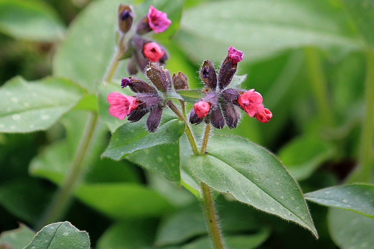 Pulmonaria officinalis L., 1753 &copy; Annemieke Hoozemans