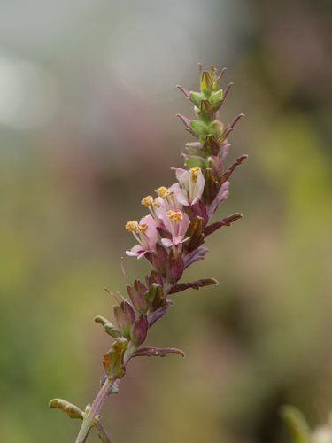 Odontites vernus subsp. serotinus (Coss. & Germ.) Corb., 1894 &copy; Wijnand van Buuren