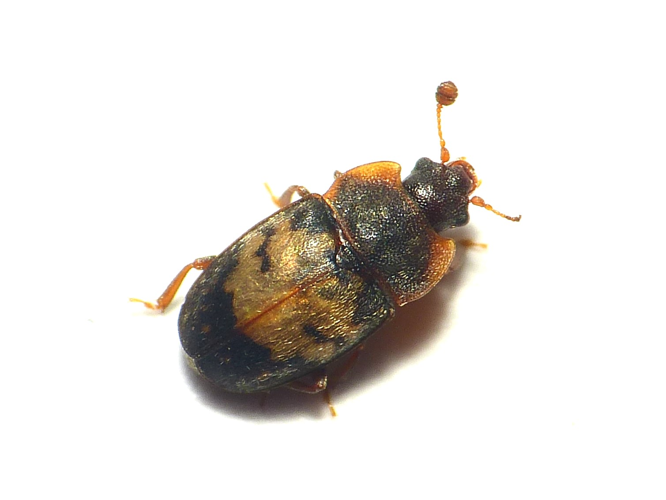 Omosita discoidea (Fabricius, 1775) &copy; Dick Belgers