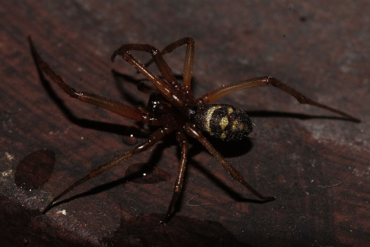 Steatoda bipunctata (Linnaeus, 1758) &copy; Hans Jonkman