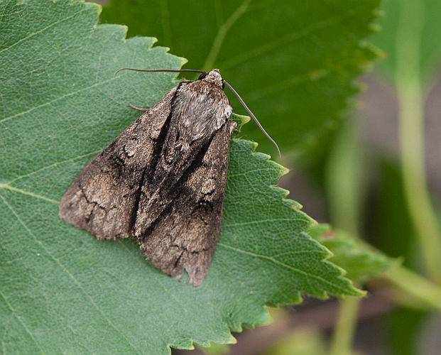 Acronicta alni (Linnaeus, 1767) &copy; Wijnand van Buuren