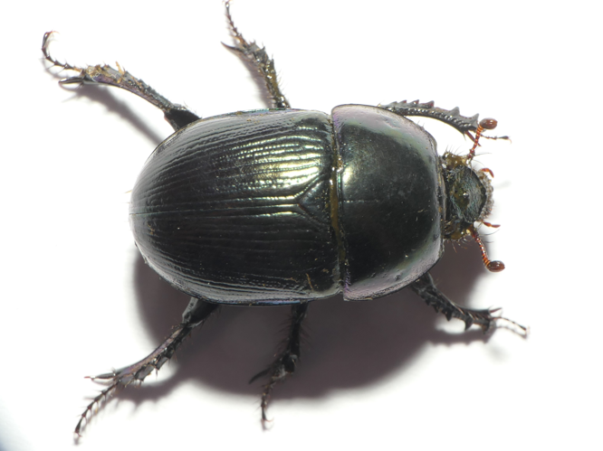 Geotrupes mutator (Marsham, 1802) &copy; Dick Belgers