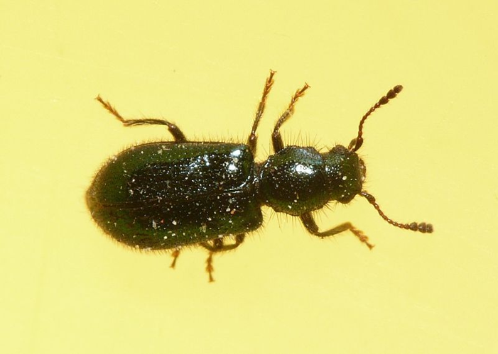 Korynetes caeruleus (De Geer, 1775) &copy; Dick Belgers