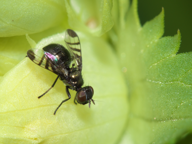 Rivellia syngenesiae (Fabricius, 1781) &copy; Jur Heijnen