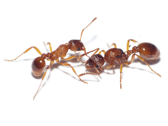 Myrmica ruginodis Nylander, 1846 &copy; Dick Belgers