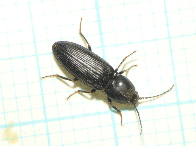 Cardiophorus nigerrimus Erichson, 1840 &copy; Dick Belgers