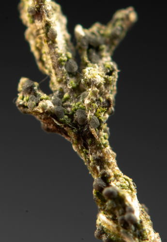 Micarea nitschkeana, DMS-10010085 &copy; Jonas Ravn Jensen