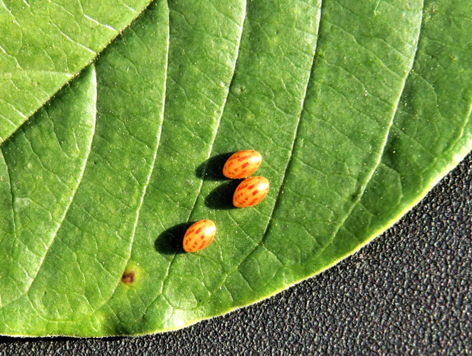 Gonocerus acuteangulatus (Goeze, 1778) &copy; Martien van den Heuvel