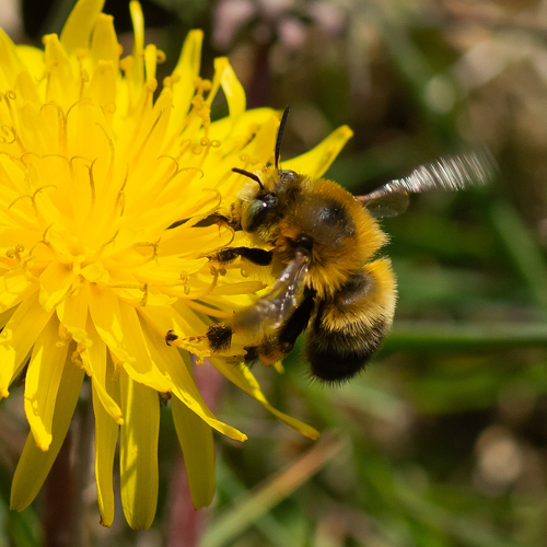 Anthophora retusa (Linnaeus, 1758) &copy; Wijnand van Buuren