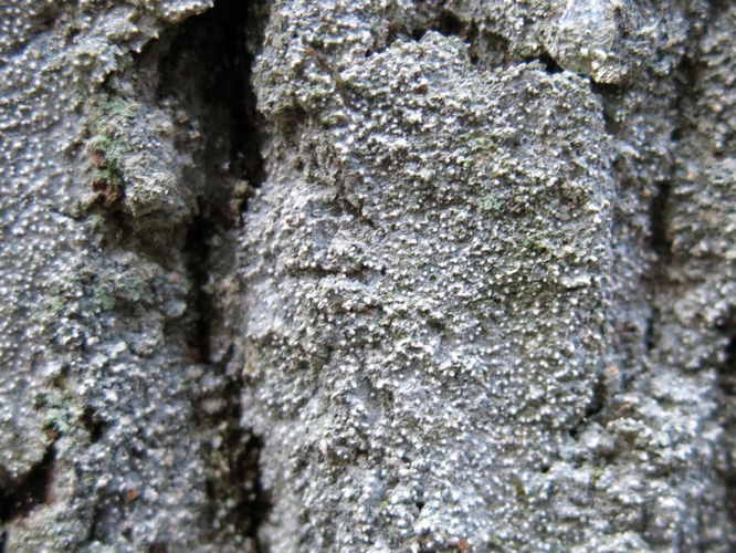 Ochrolechia subviridis, DMS-700975 &copy; Anne-Grethe Lentz