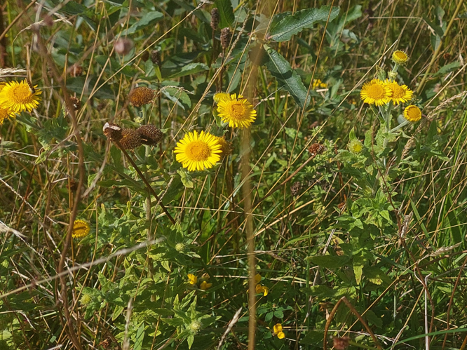 Pulicaria dysenterica (L.) Bernh., 1800 &copy; Dick Belgers