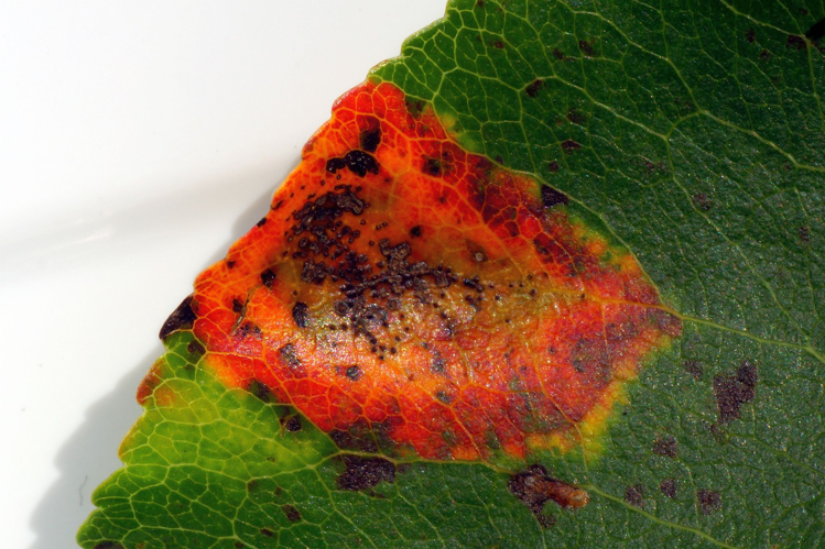 Gymnosporangium clavariiforme (Wulfen) DC., 1805 &copy; Hans Jonkman