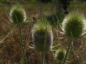 Cardons comuns1.JPG © Victor M. Vicente Selvas