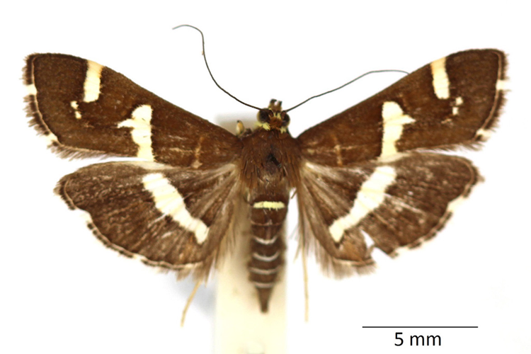 Spoladea recurvalis (Fabricius, 1775) &copy; De Prins Willy & Guido