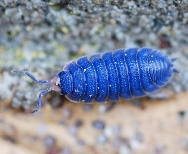 Porcellio scaber Latreille, 1804 &copy; Louis Westgeest