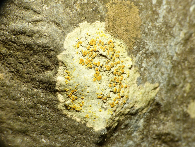 Gyalolechia flavovirescens (Wulfen) Søchting, Frödén & Arup, 2013 &copy; Dick Belgers