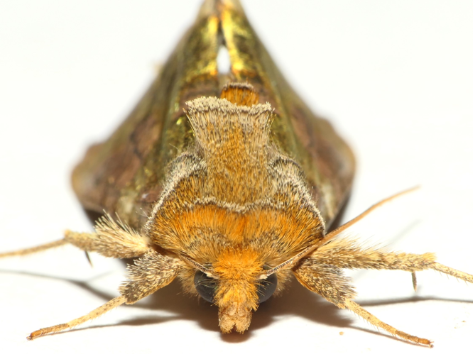 Diachrysia chrysitis (Linnaeus, 1758) &copy; Dick Belgers