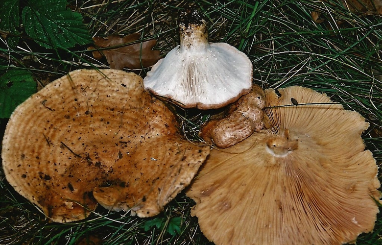 Lactarius zonarius (Bull.) Fr., 1838 &copy; Ab Neutel