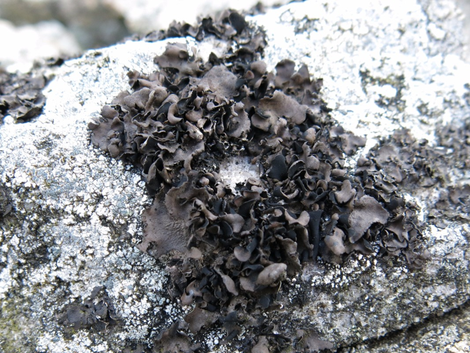 Umbilicaria polyphylla, DMS-9189567 &copy; Anne-Grethe Lentz