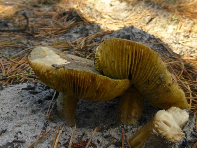 Tricholoma equestre (L.) P.Kumm., 1871 &copy; Tjerk Nawijn