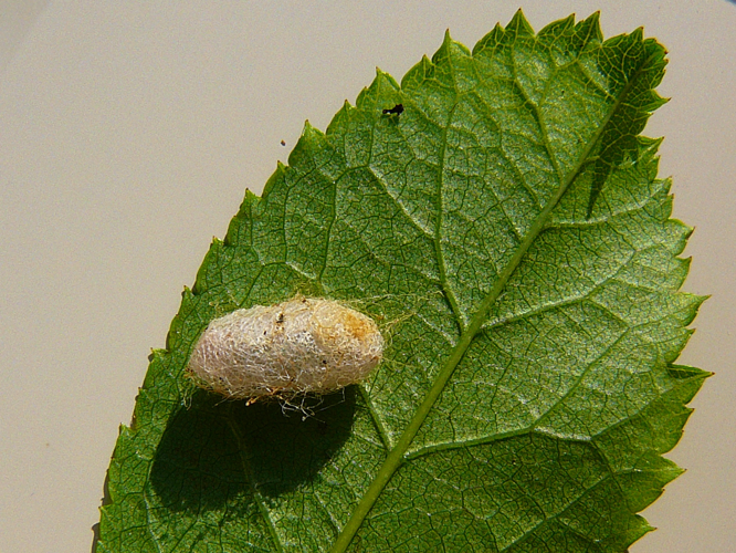 Arge pagana (Panzer, 1797) &copy; Leo Blommers