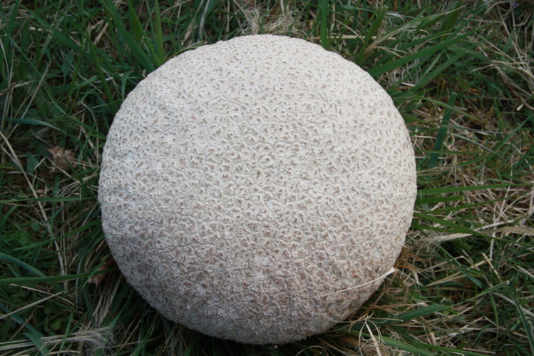 Calvatia utriformis (Bull.) Jaap, 1918 &copy; Tjerk Nawijn