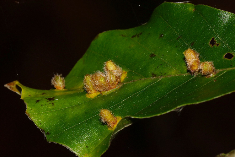 Hartigiola annulipes (Hartig, 1839) &copy; Hans Jonkman
